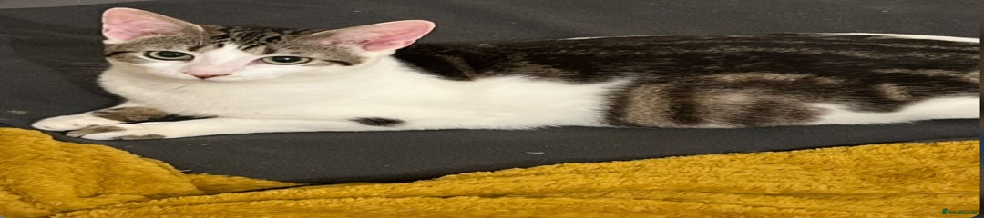 Angel domestic shorthair