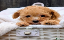 Toy Poodle dogs for sale: Stunning K.C. reg Toy Poodle Puppies - Image 6