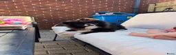 Pomeranian dogs for sale: Amazing puppy for rehomeing - Advert 6