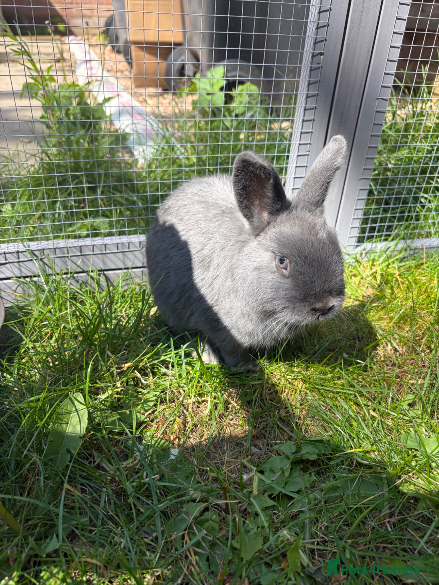 Netherland Dwarf rabbits Netherland Dwarf Rabbit for Sale🐰 - Advert 1