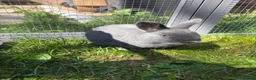 Netherland Dwarf rabbits for sale: Netherland Dwarf Rabbit for Sale🐰 in Sleaford - Advert 1