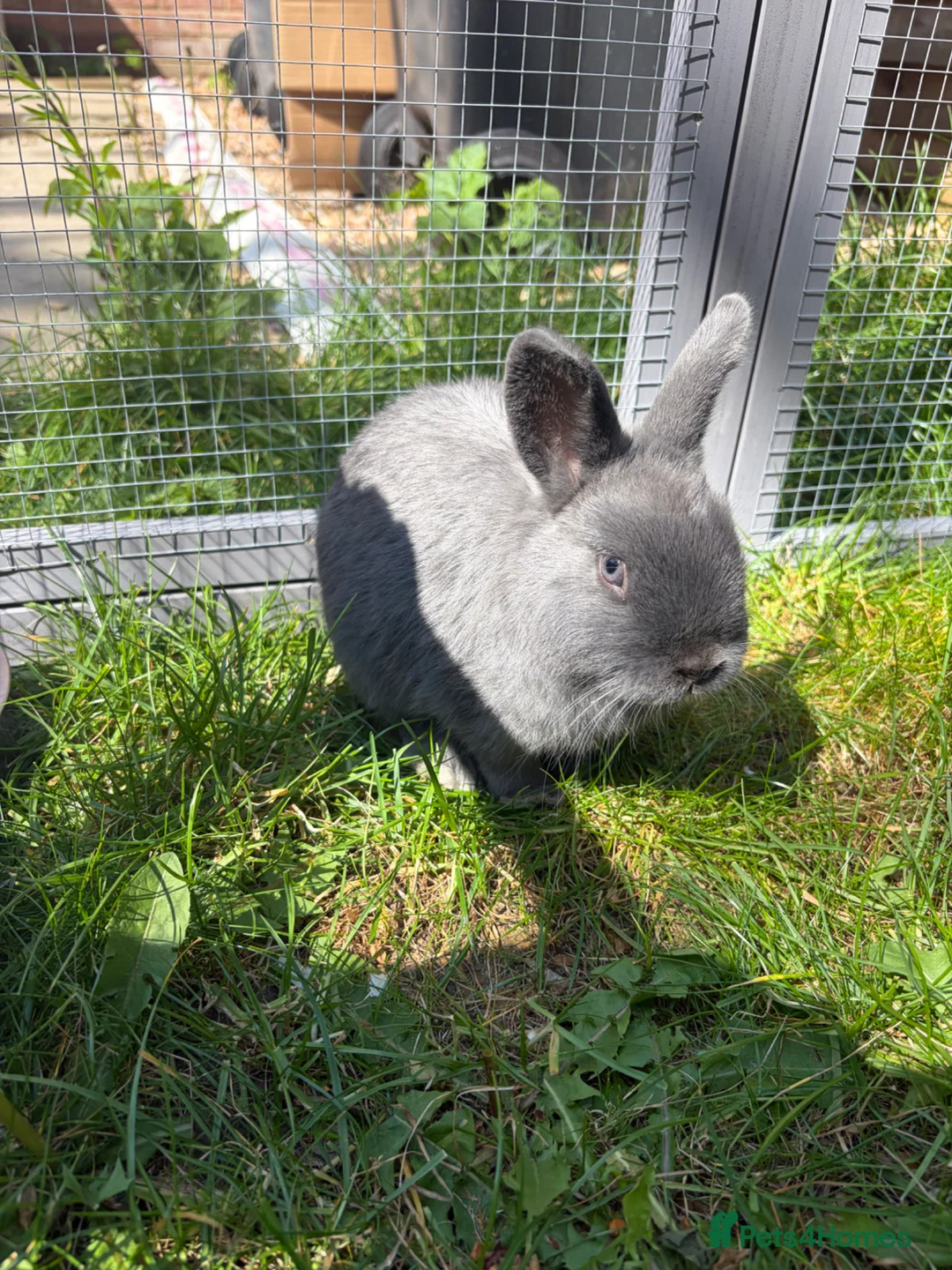 Netherland Dwarf rabbits for sale: Netherland Dwarf Rabbit for Sale🐰 in Sleaford - Advert 1