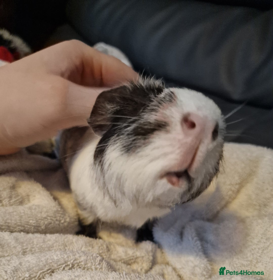 Guinea Pig rodents for sale: Male Guinea pig, special home needed - Advert 2