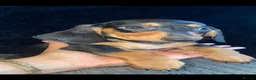 Miniature Dachshund dogs for sale: Beautiful Dachshund puppies for sale  - Advert 9