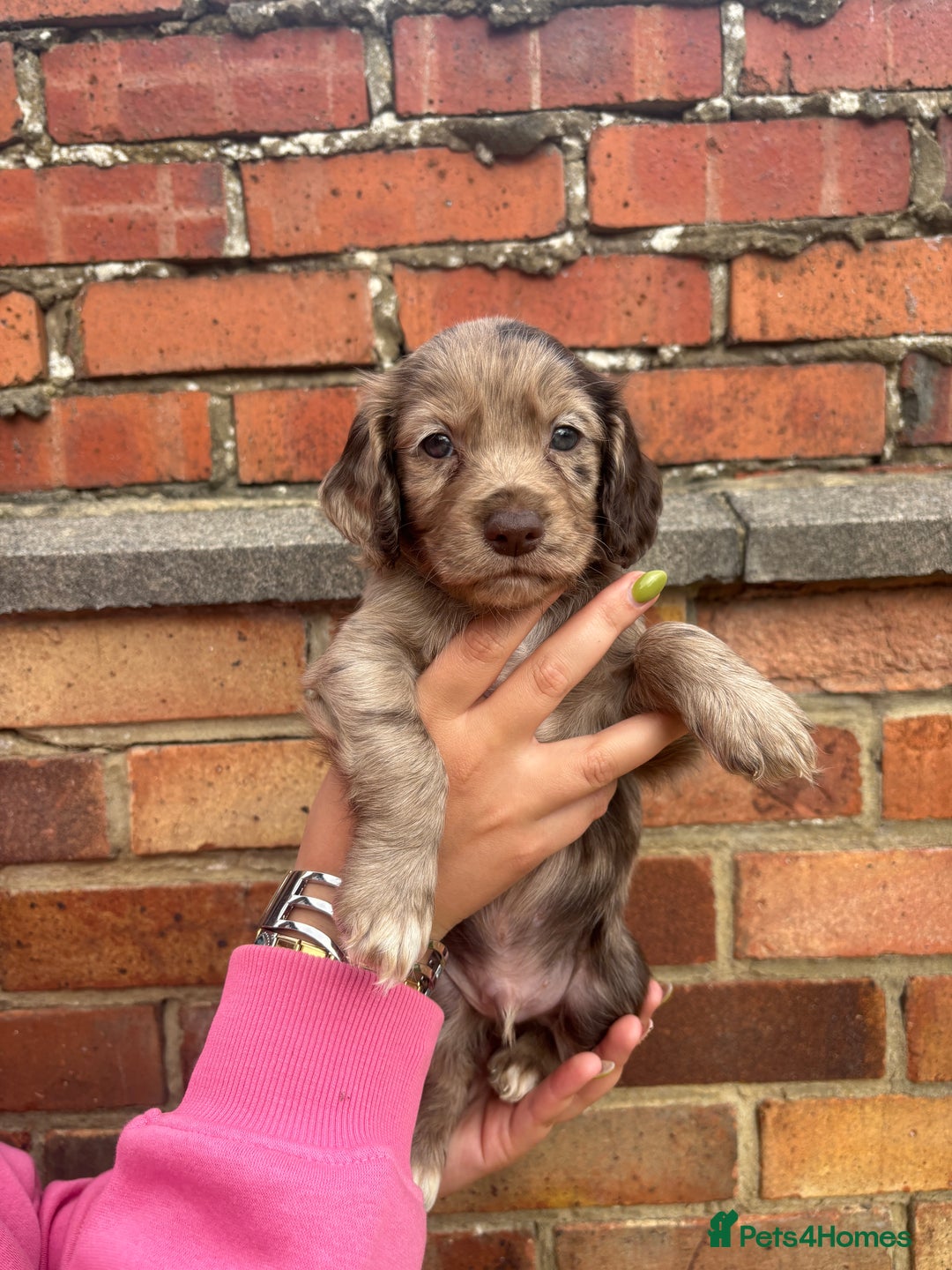 Cocker Spaniel dogs for sale: 3 male cocker spaniel pups  - Image 1