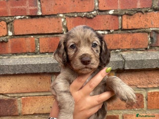 Cocker Spaniel dogs for sale - Advert 1