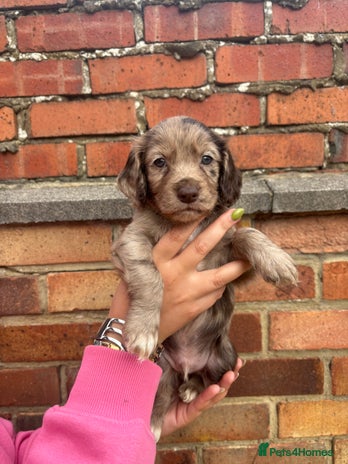 Cocker Spaniel dogs - Advert 5