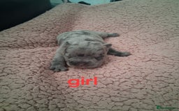 French Bulldog dogs for sale: 8 French bulldog puppies  - Image 11