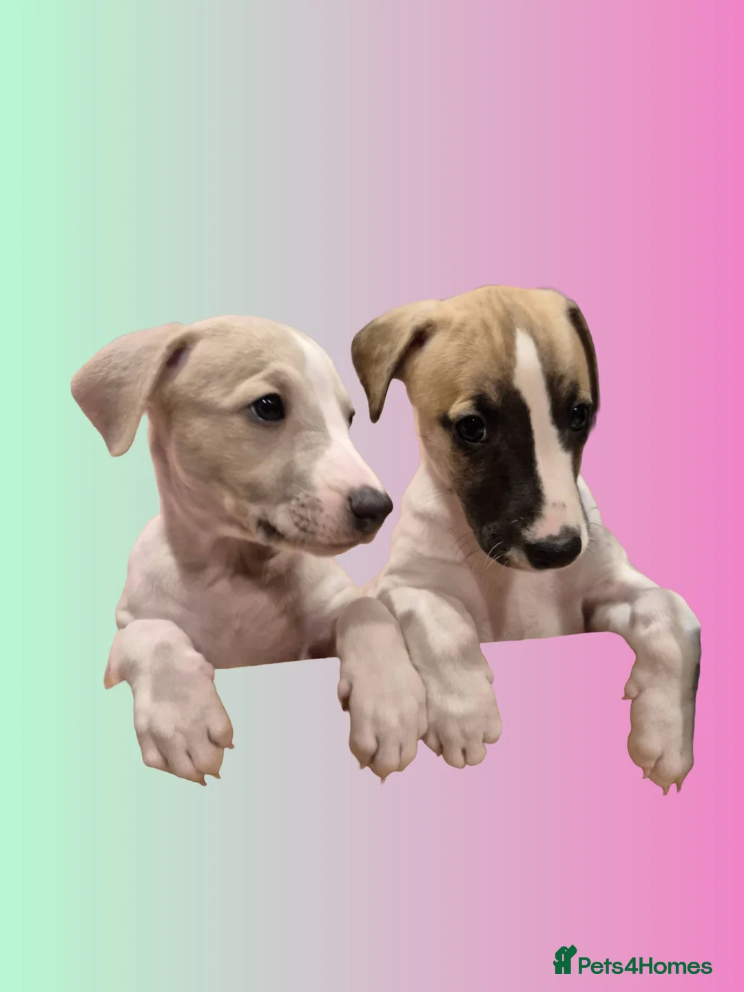 Whippet dogs for sale: KC REGISTERED Whippet puppies for Sale - Advert 13