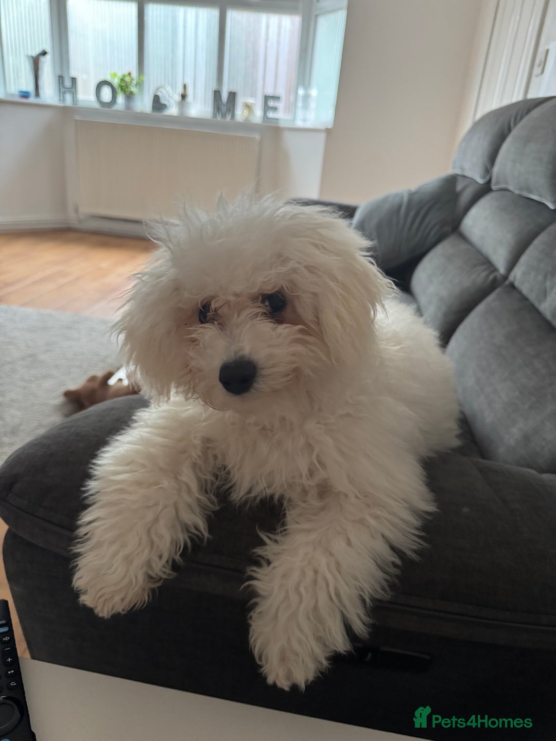 Bichon Frise dogs for sale: 2 bichons for sale  - Advert 1