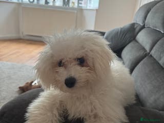 Bichon Frise dogs 2 bichons for sale - Advert 1