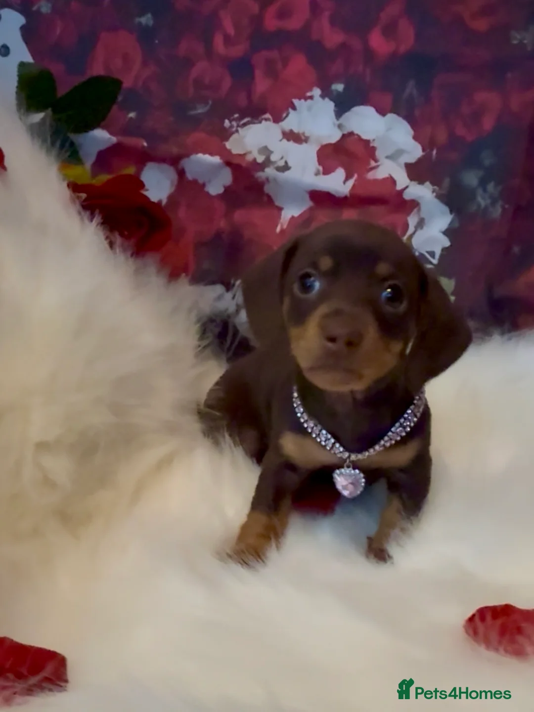 Dachshund dogs for sale: Kc registered miniature smooth daschunds  - Advert 4