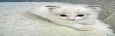 Ragdoll Kitten 1