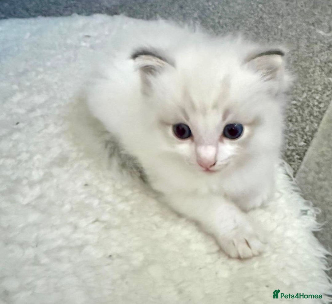 Ragdoll cats for sale: Exquisite Ragdoll Kittens Available - Advert 4