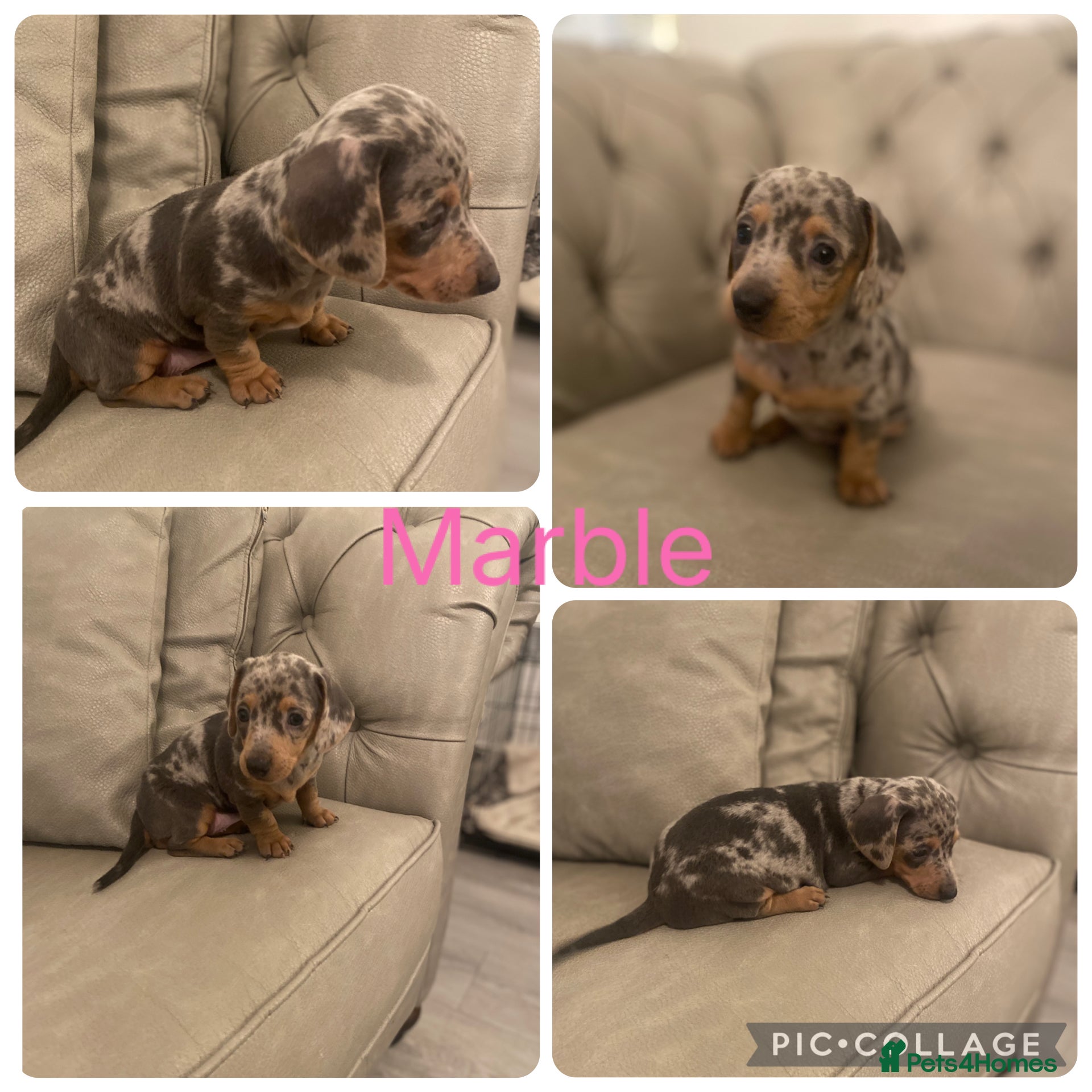 Miniature Dachshund dogs Miniture dachshund puppies  - Advert 3