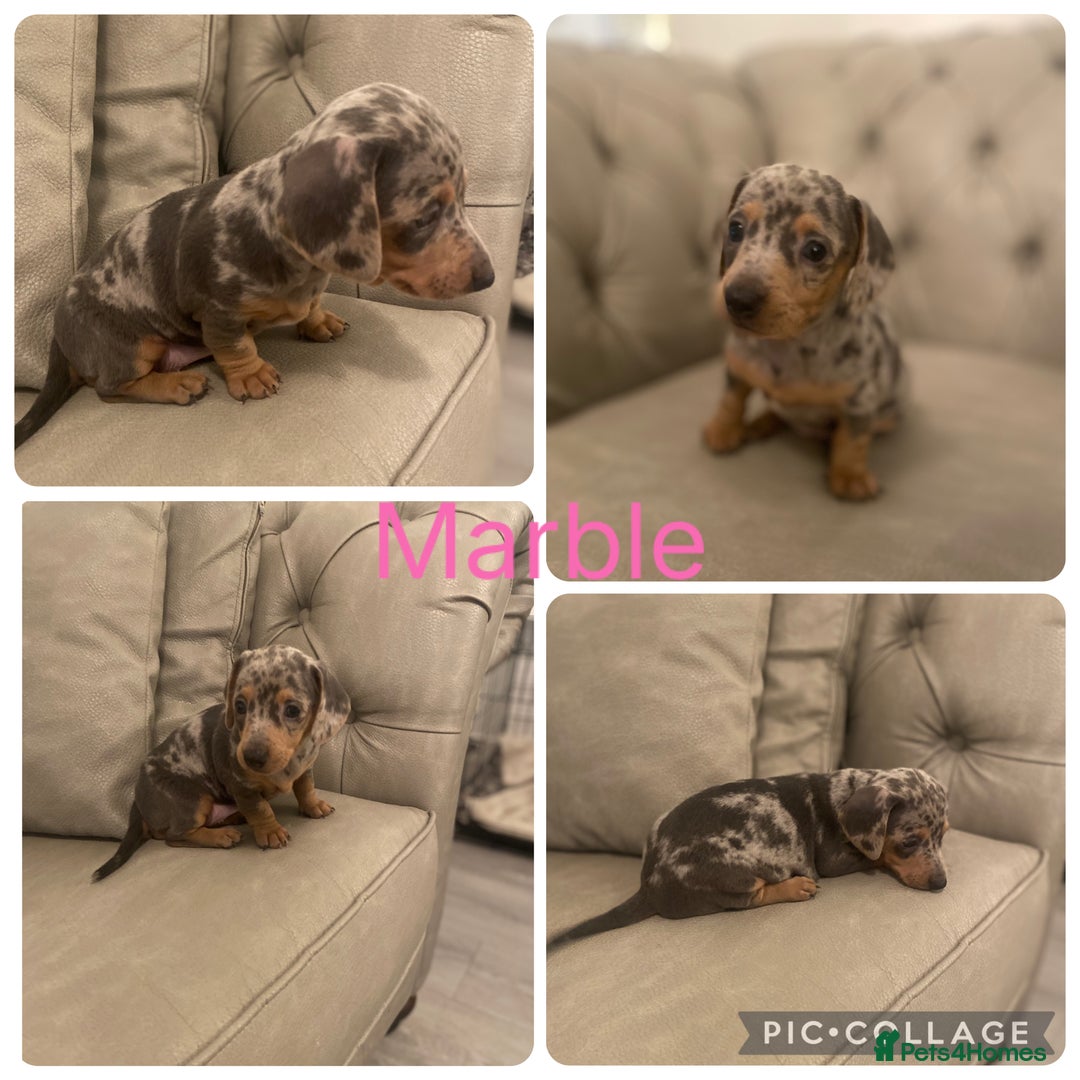 Miniature Dachshund dogs for sale: Miniture dachshund puppies  - Advert 1