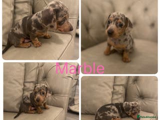 Miniature Dachshund dogs Miniture dachshund puppies - Advert 3