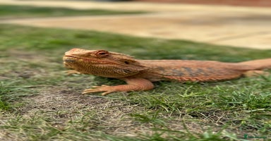 Bearded Dragon reptiles - Advert 2