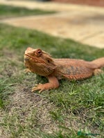 Bearded Dragon reptiles - Advert 4