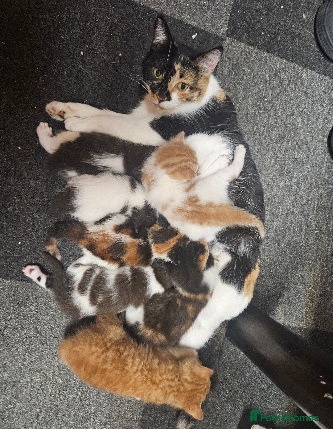 Mixed Breed cats three male kittens to be sold  - Advert 1