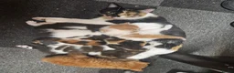 Mixed Breed cats for sale: three male kittens to be sold  - Advert 1