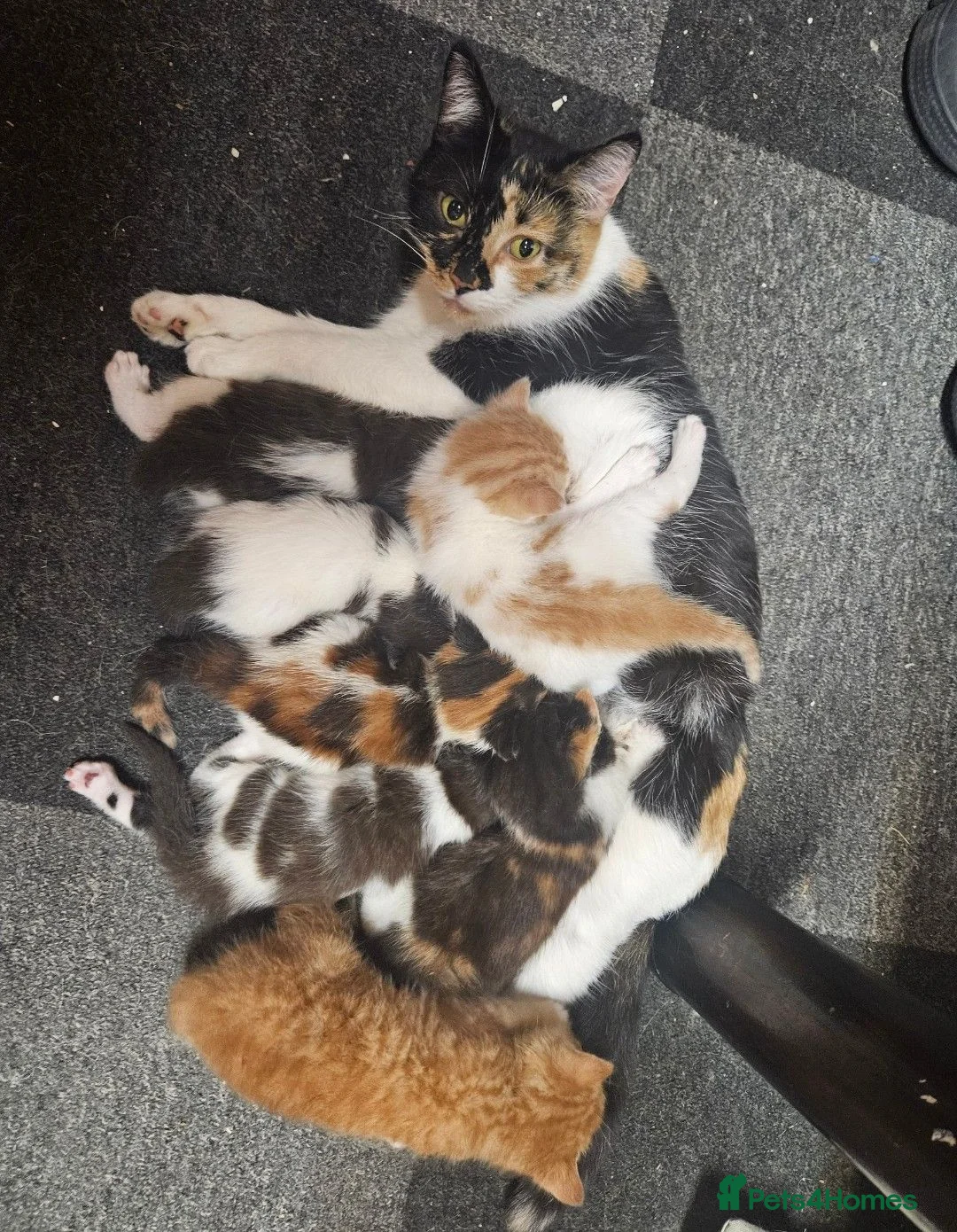 Mixed Breed cats for sale: three male kittens to be sold  - Advert 1