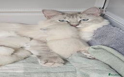 Ragdoll cats for sale: Female Blue Point Ragdolls  - Image 11