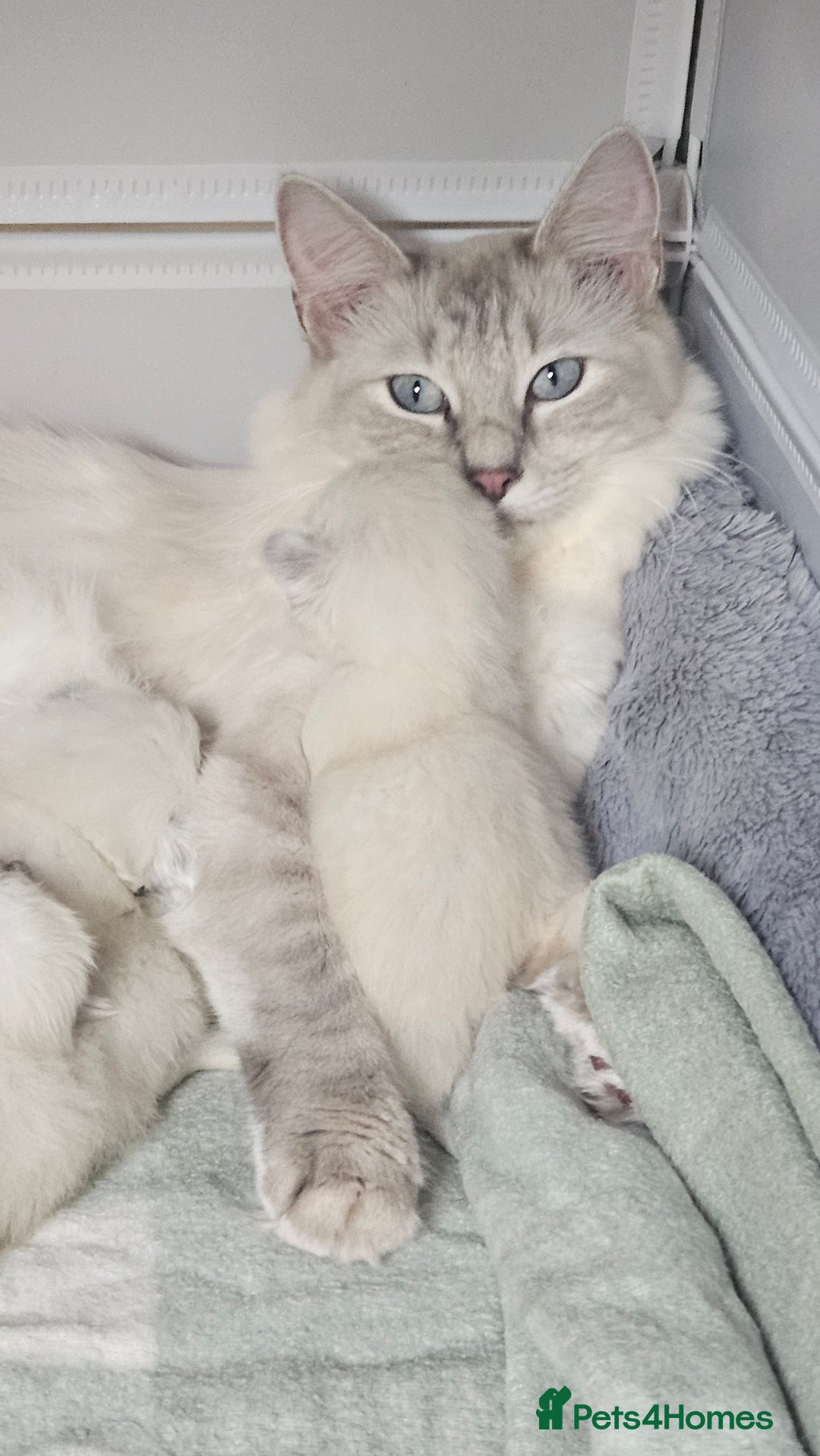 Ragdoll cats for sale: Female Blue Point Ragdolls  - Image 11