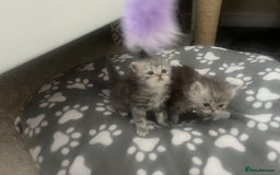Persian cats for sale: Ready now 3 beautiful Persians  - Image 5