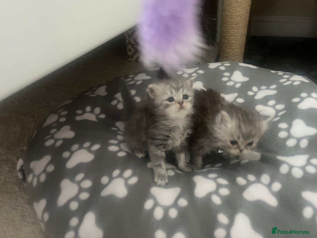 Persian cats for sale: Ready now 3 beautiful Persians  - Image 5