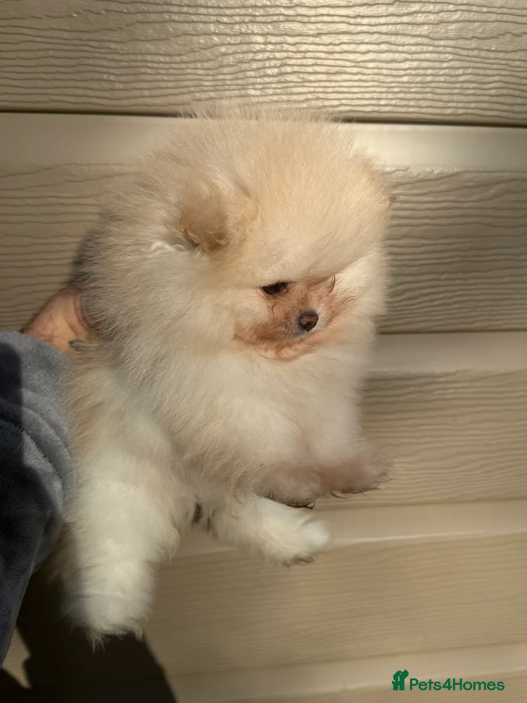 Pomeranian dogs for sale: Beautiful Purebred Pomeranian Puppies - Advert 3