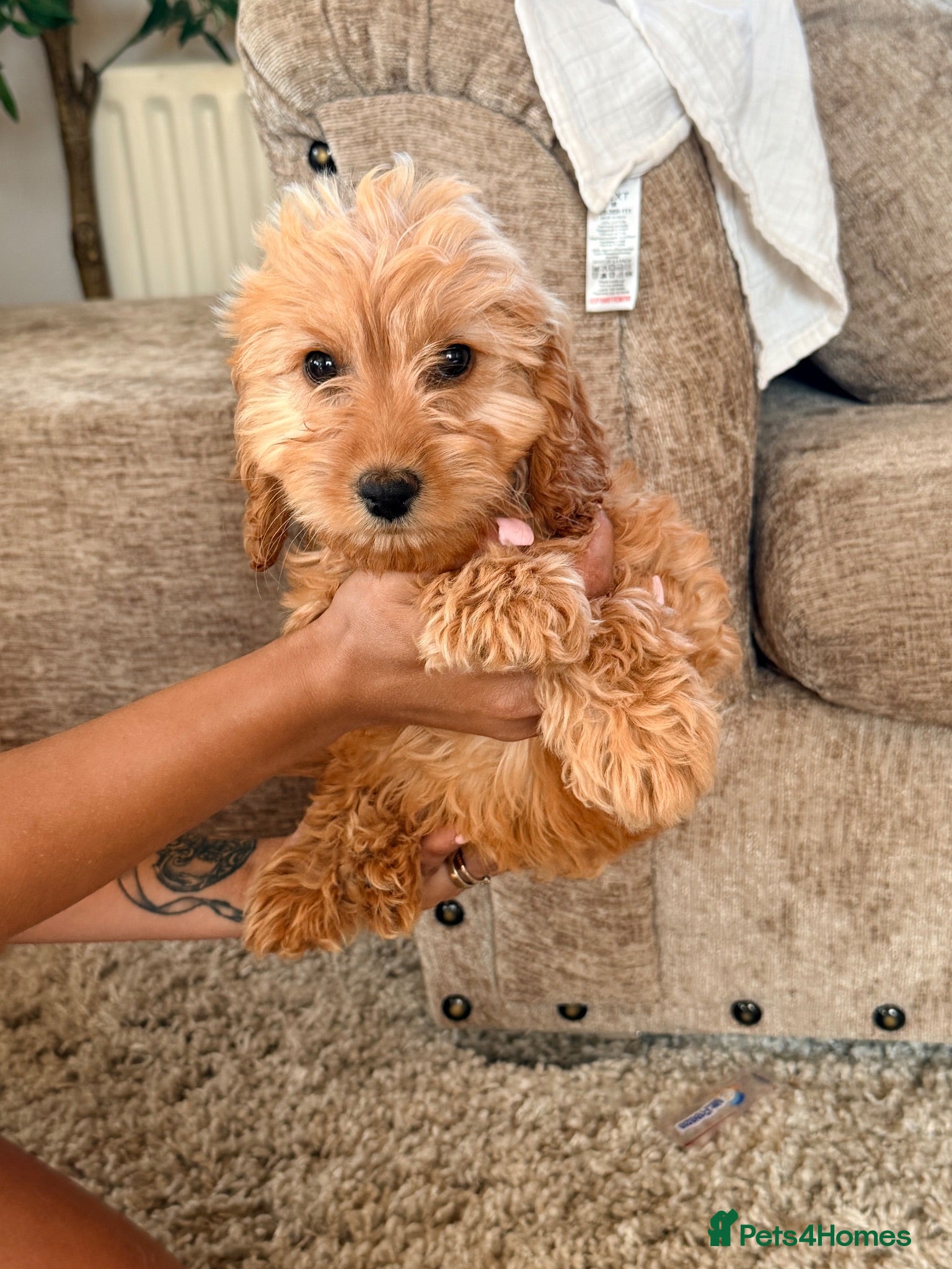 Cockapoo dogs Last Girl left apricot miniature cockapoo puppies  - Advert 11