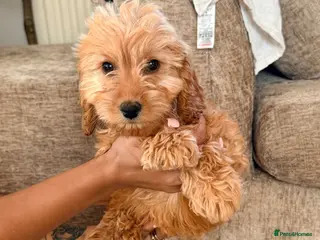 Cockapoo dogs Last Girl left apricot miniature cockapoo puppies - Advert 11