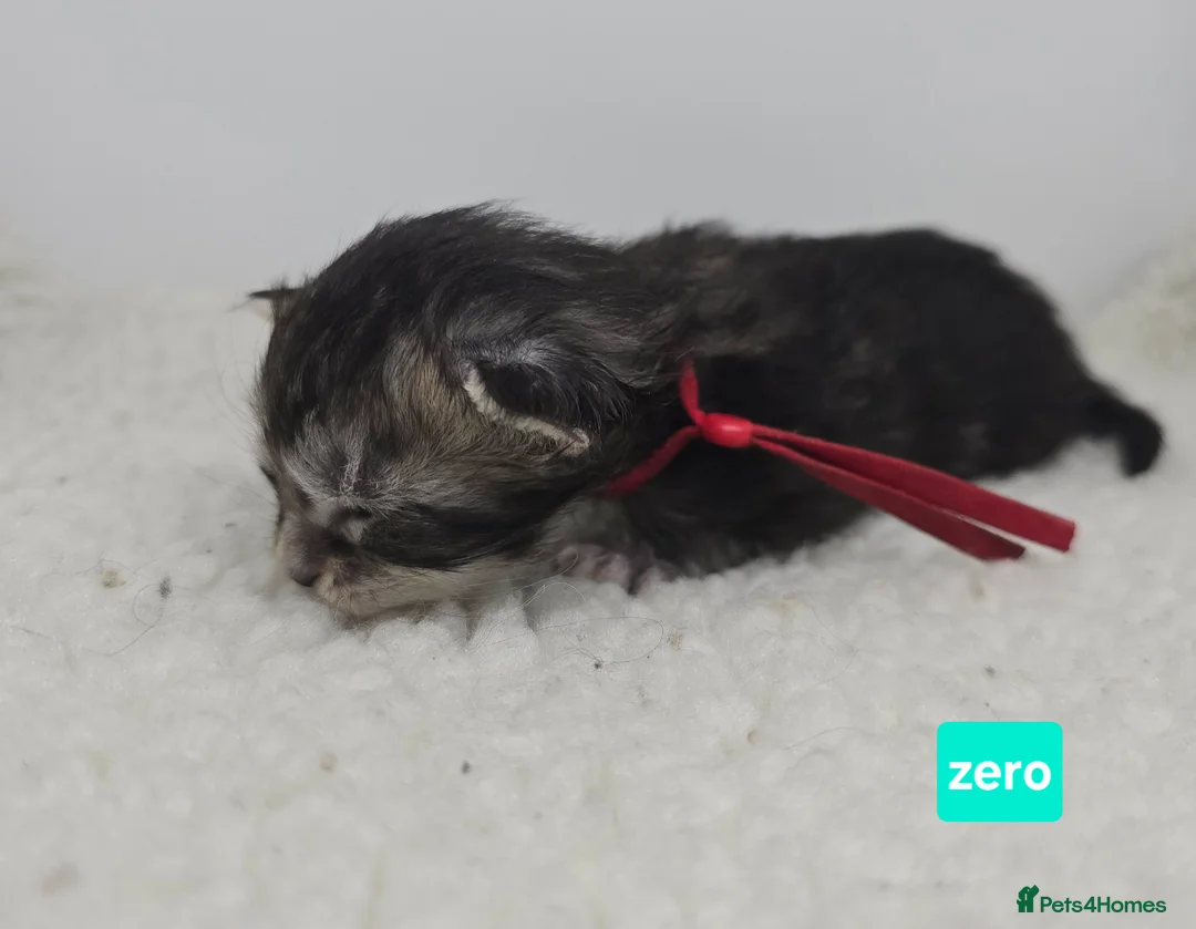 Maine Coon cats for sale: Stunning Maine Coon Kittens - Advert 23