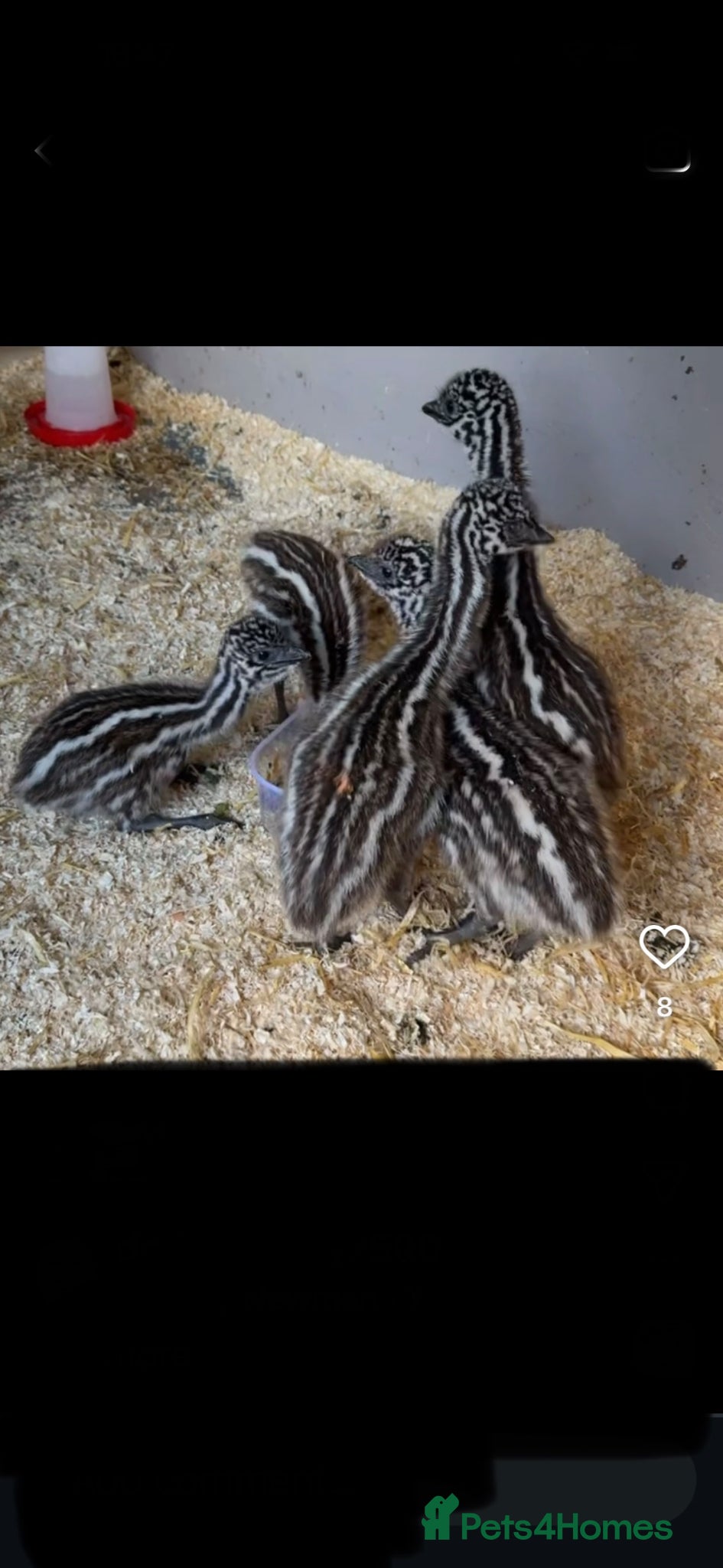 Emus poultry Emu chicks - Advert 16