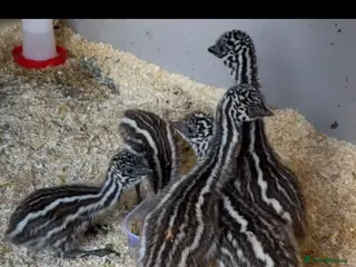 Emus poultry Emu chicks - Advert 16