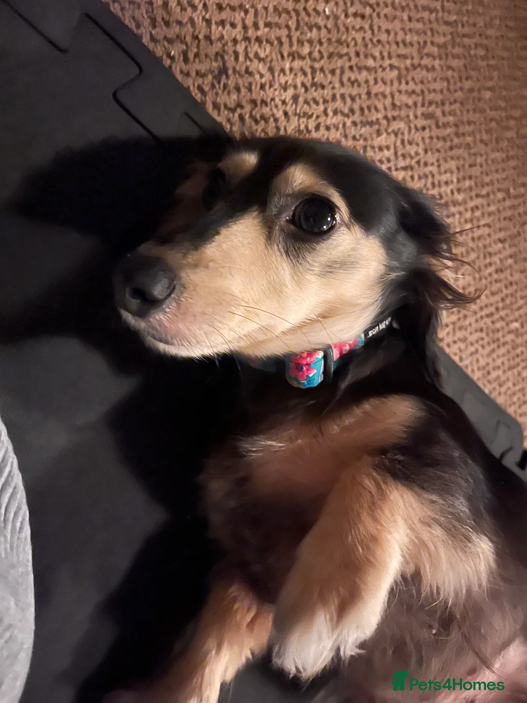 Miniature Dachshund dogs for sale: Stunning black and cream miniature dachshund - Advert 2