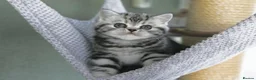 British Shorthair cats for sale: Stunning marble British shorthair kittens - Advert 5