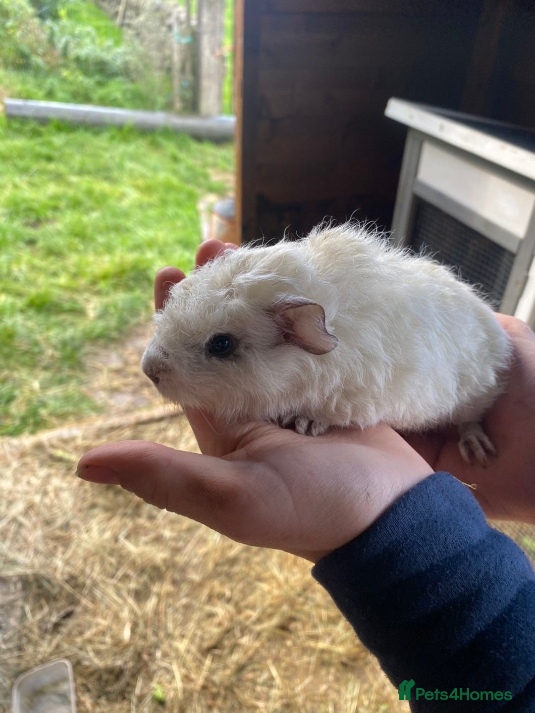Guinea Pig rodents for sale: Lovely Guinea Pigs  - Advert 1