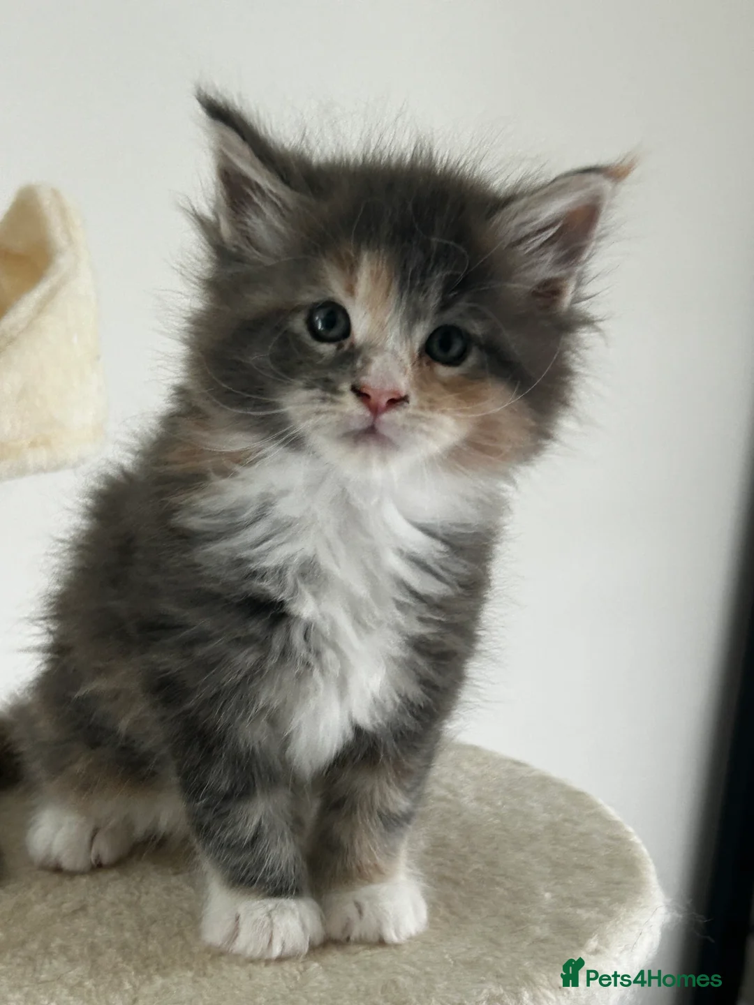 Maine Coon cats for sale: Find Your Purrfect Match! - Advert 25