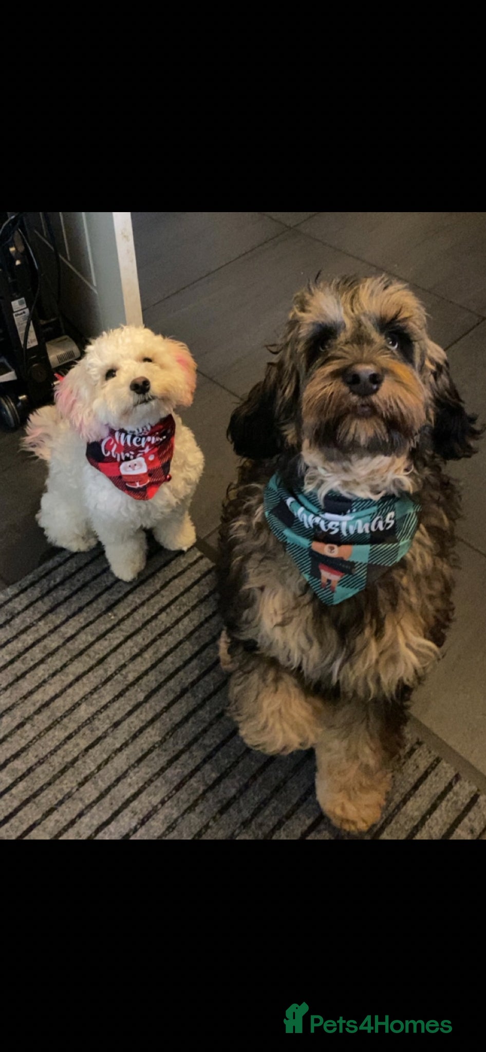 Cockapoo dogs Adorable cockapoos  - Advert 1