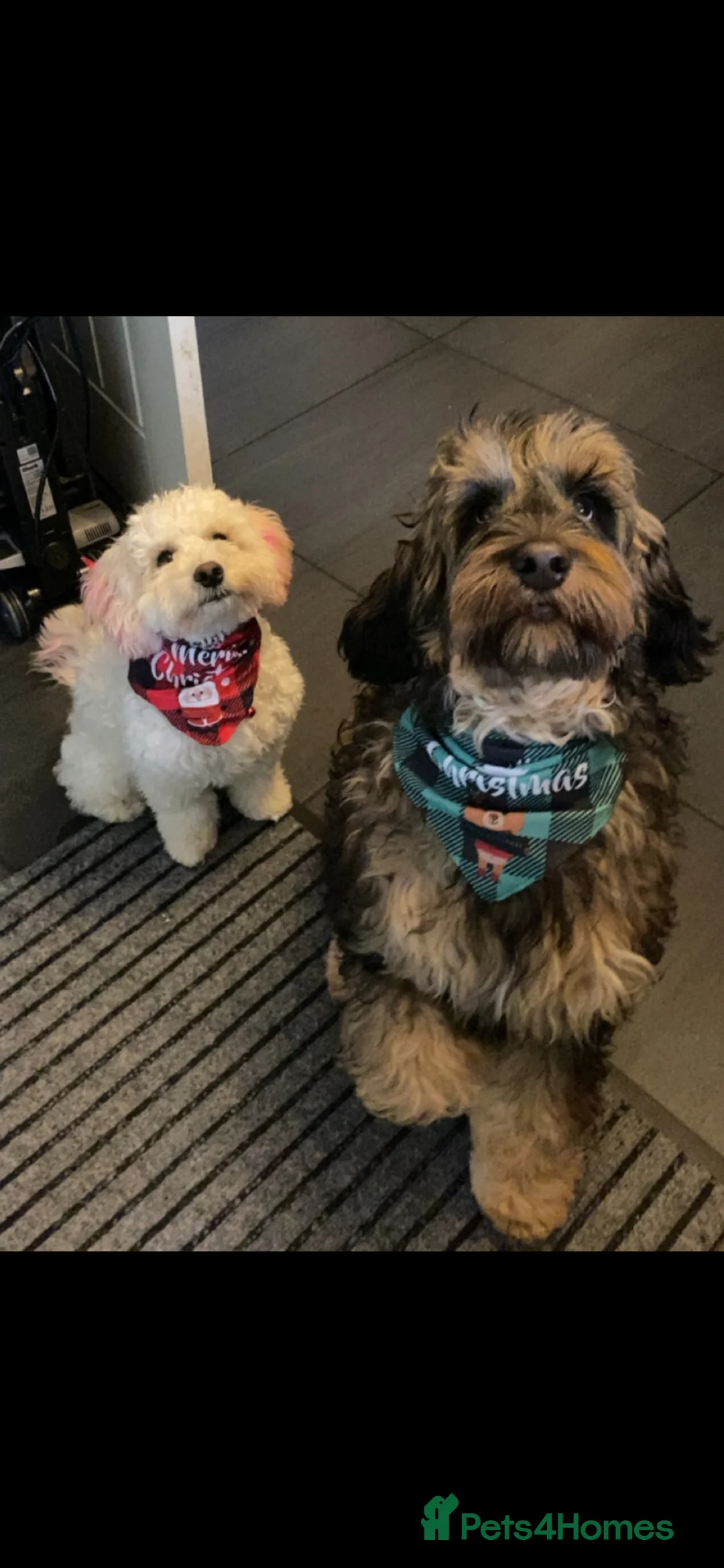 Cockapoo dogs for sale: Adorable cockapoos  - Advert 1