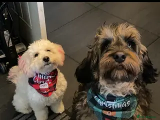 Cockapoo dogs Adorable cockapoos - Advert 4