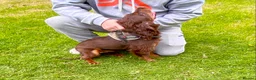 Sprocker dogs for sale: 🐾Choclate Tri Colour 8 Month Old Sprocker Girl🐾 - Advert 1
