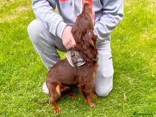 Sprocker dogs 🐾Choclate Tri Colour 8 Month Old Sprocker Girl🐾 - Advert 1
