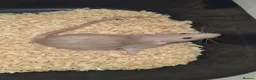 Rat rodents for sale: Gorgeous baby Rats Ready to Go Mainly Top Eared - Advert 9