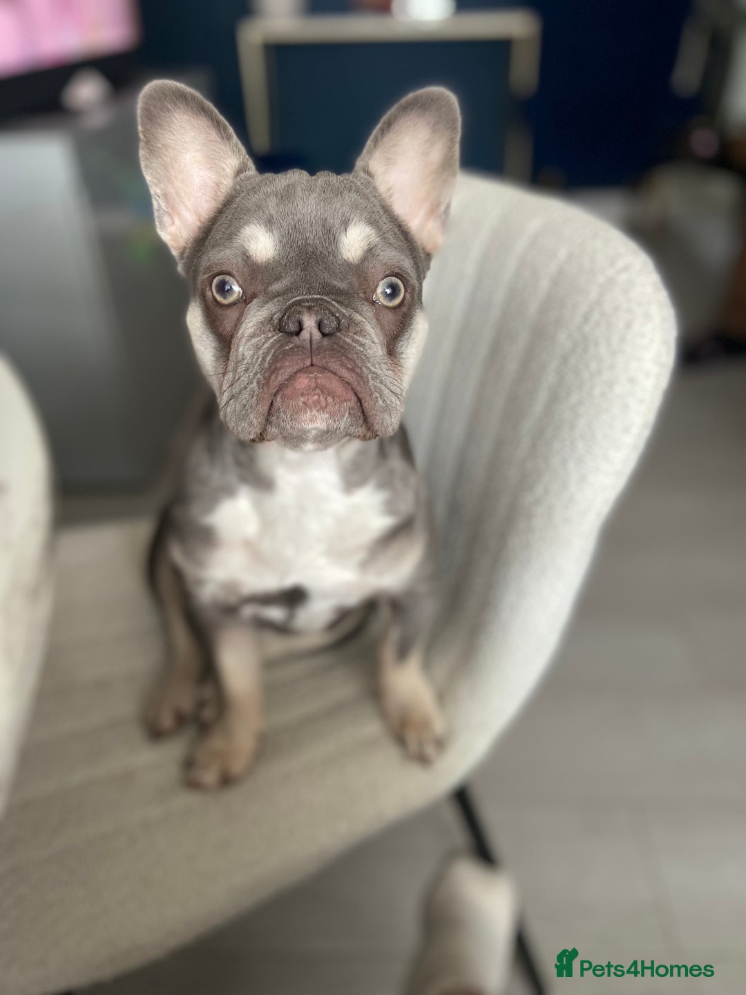 French Bulldog dogs for sale: Female 9 month old French bulldog  - Advert 2