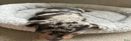 Miniature Dachshund dogs for sale: Miniature Dachshund Pups - Advert 5