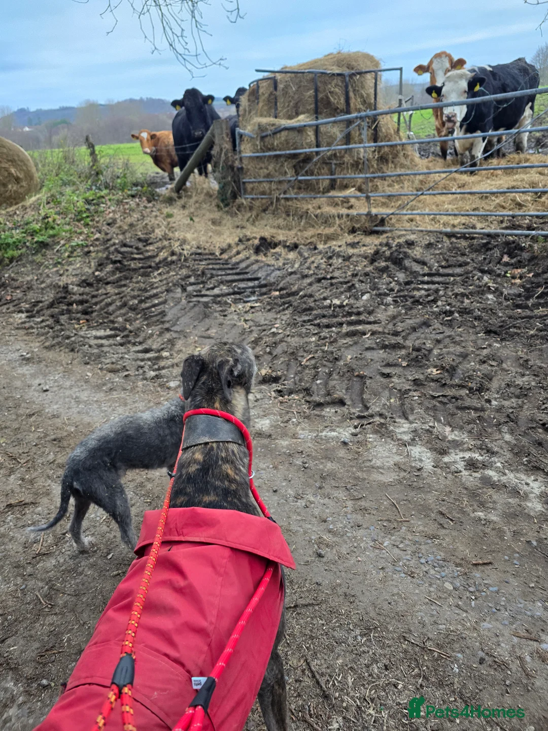 Greyhound dogs for sale: 7 yo greyhound female. For warm loving home. - Advert 7