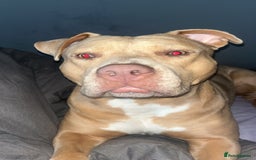 Mixed Breed dogs for sale: Bullmastiff cross - Image 1